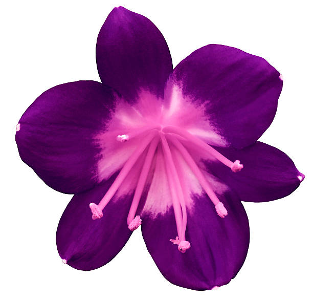 istock lily pink flower, isolated  with clipping path,white background 627678600