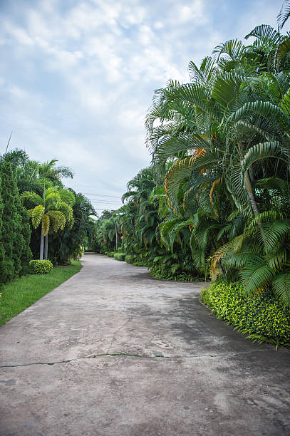 istock concrete walkway and green tree in the garden 627678690