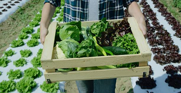 istock Woman holding fresh vegetables 627678844