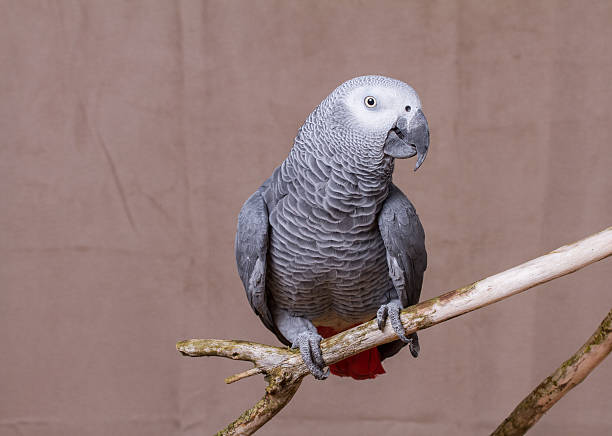 istock African Grey Parrot pet bird stood on natural wooden perch 627678898