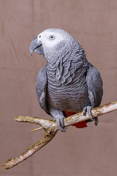 istock African Grey Parrot pet bird stood on natural wooden perch 627679260