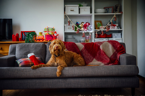 A large dog lying on a sofa looking at the camera. She is relaxing beside a stocking