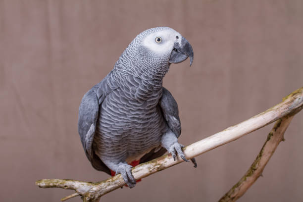istock African Grey Parrot pet bird stood on natural wooden perch 627679548