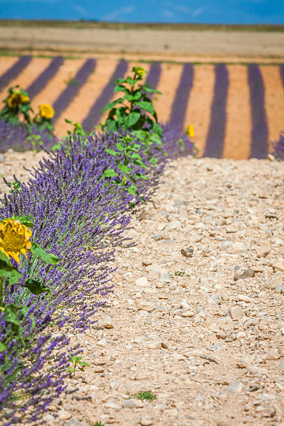 lawenda kwiat kwitnących perfumowany pola w niekończące się rzędy. valenso - lavender lavender coloured flower herb zdjęcia i obrazy z banku zdjęć