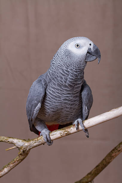 istock African Grey Parrot pet bird stood on natural wooden perch 627679868