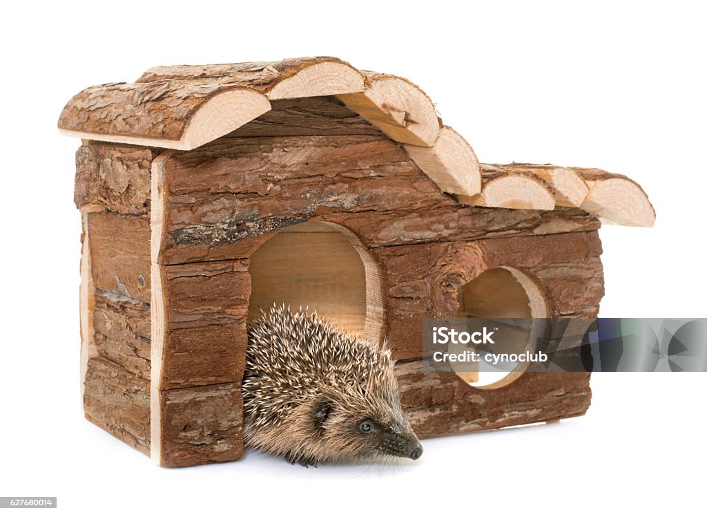 baby hedgehog and house baby hedgehog and house in front of white background Hedgehog Stock Photo