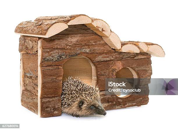 Baby Hedgehog And House Stock Photo - Download Image Now - Hedgehog, House, Animal