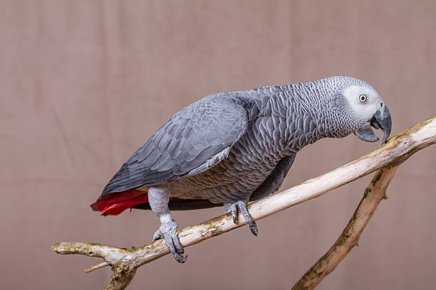 istock African Grey Parrot pet bird stood on natural wooden perch 627680174