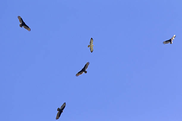 Short-tailed hawk (Buteo brachyurus) floating between black vultures. Short-tailed hawk (Buteo brachyurus) floating between black vultures. american black vulture photos stock pictures, royalty-free photos & images