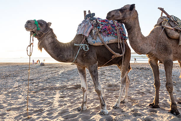 istock Camels on a beach in Essaouira. 627680366
