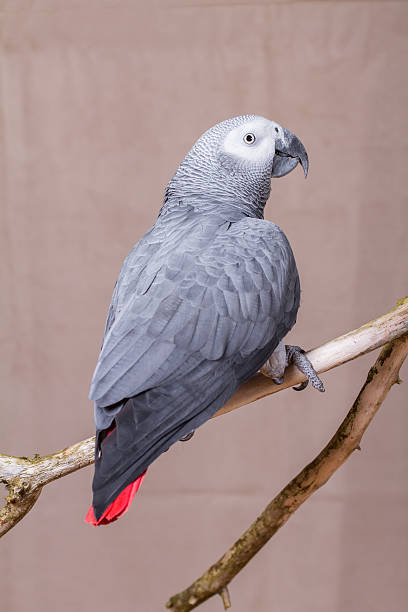istock African Grey Parrot pet bird stood on natural wooden perch 627680508