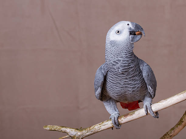 istock African Grey Parrot pet bird eating a nut 627680732