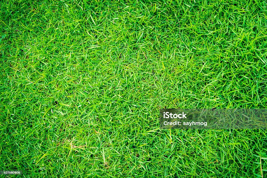 grass of natural background Grass Stock Photo