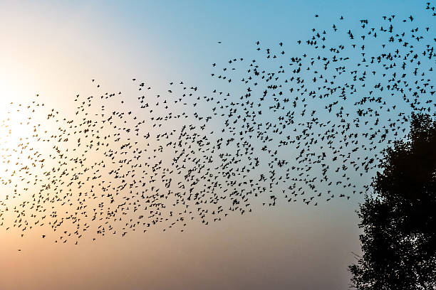 istock Birds flying in the rays of dawn. 627680894