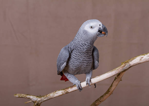 istock African Grey Parrot pet bird eating a nut 627681020