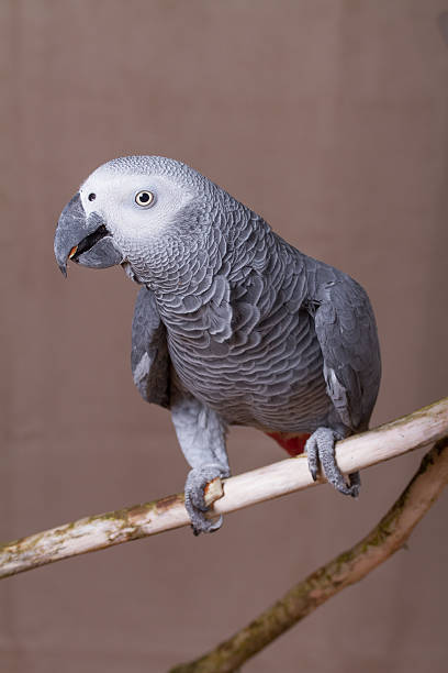 istock African Grey Parrot pet bird eating a nut 627681328