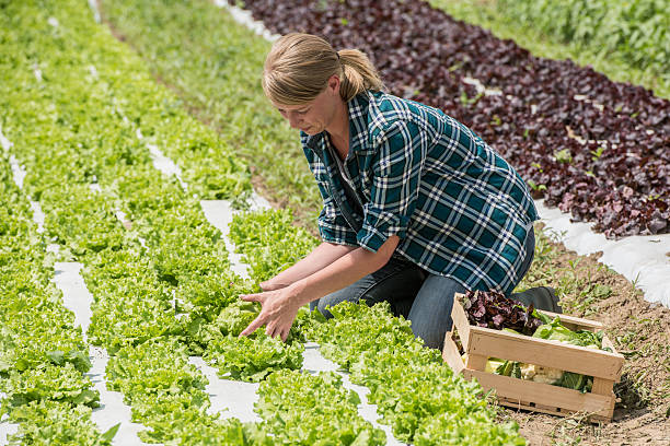 istock Woman working in vegetable garden 627681490