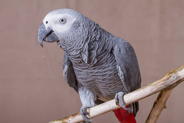 istock African Grey Parrot pet bird eating a nut 627681666