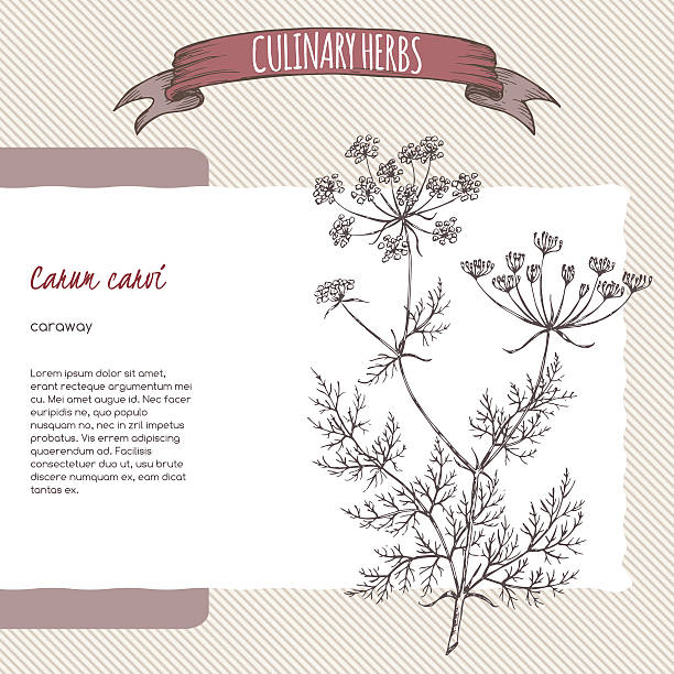 Caraway aka Persian cumin, Carum carvi, hand drawn sketch. Caraway aka Persian cumin, Carum carvi, hand drawn sketch. Culinary herbs collection. Great for cooking, medical, gardening design carum carvi stock illustrations