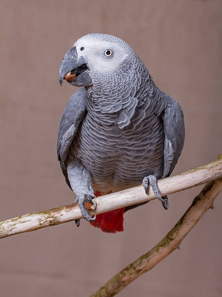 istock African Grey Parrot pet bird eating a nut 627681976