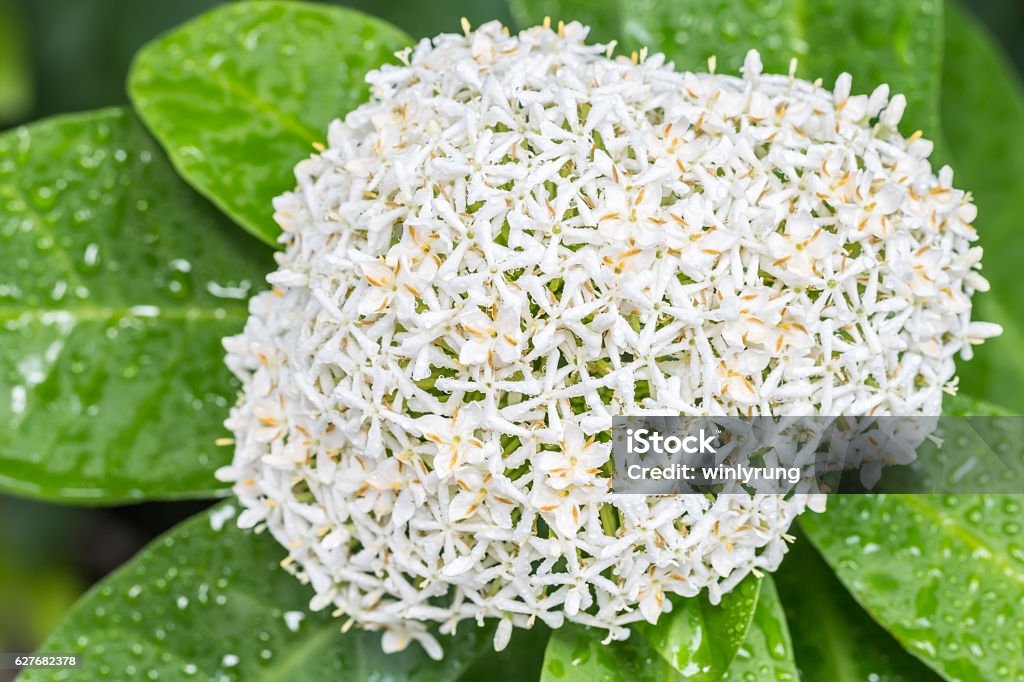 Foto de Flores Brancas Ixora Branca Siamesa e mais fotos de stock de  Arbusto - Arbusto, Beleza natural - Natureza, Botânica - Assunto - iStock