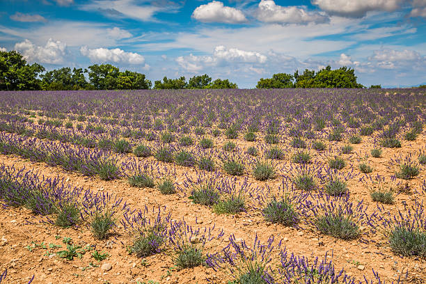 lawenda kwiat kwitnących perfumowany pola w niekończące się rzędy. valenso - lavender lavender coloured flower herb zdjęcia i obrazy z banku zdjęć