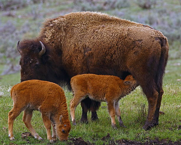 istock American Bison Cow and Calves 627712116
