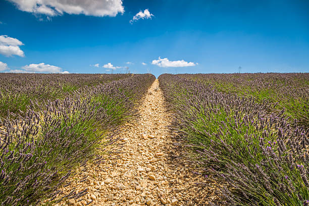 lawenda kwiat kwitnących perfumowany pola w niekończące się rzędy. valenso - lavender lavender coloured flower herb zdjęcia i obrazy z banku zdjęć