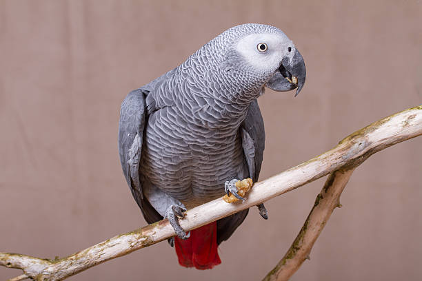 istock African Grey Parrot pet bird eating a nut 627712248