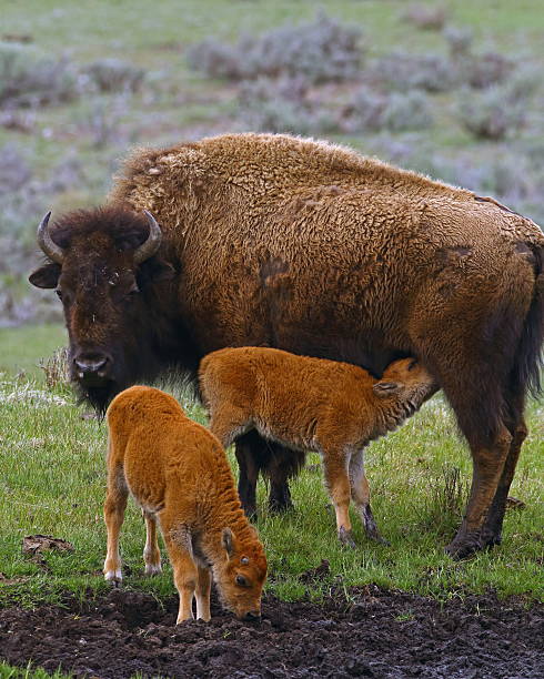 istock American Bison Cow Nursing Calf 627712542