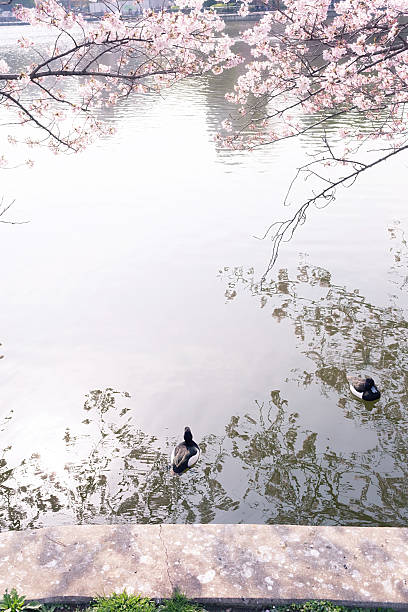istock Shinobazu pond with sakura blossoms surrounded 627713038