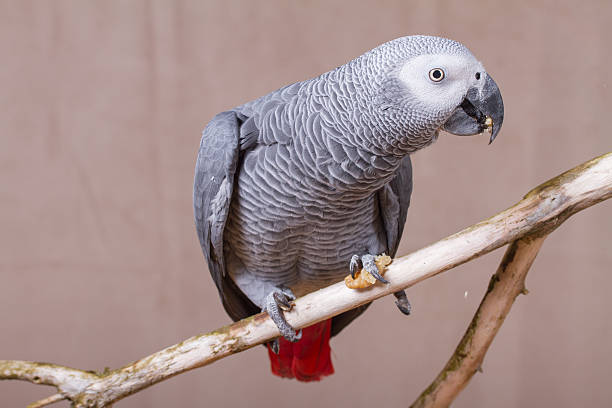 istock African Grey Parrot pet bird eating a nut 627713126