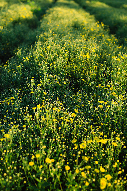 Yellow Flower Gardens Farm. stock photo