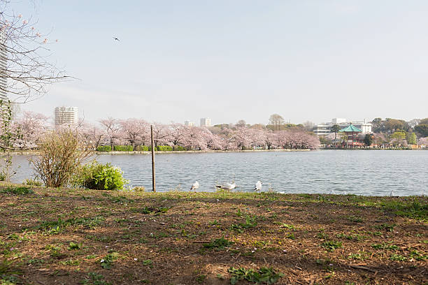 istock Shinobazu pond with sakura blossoms surrounded 627718554