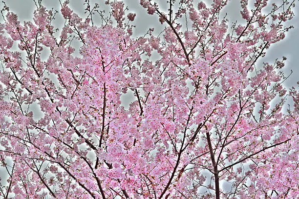 Photo of Japanese cherry blossom landscape with HDR setting