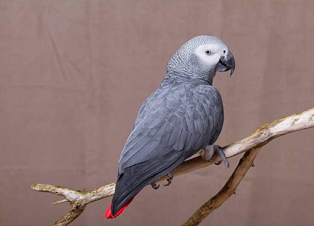 istock African Grey Parrot stood on natural wooden perch 627718938