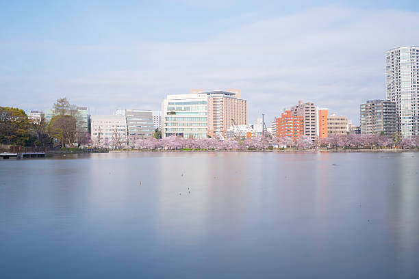 istock Shinobazu pond with sakura blossoms surrounded 627719210