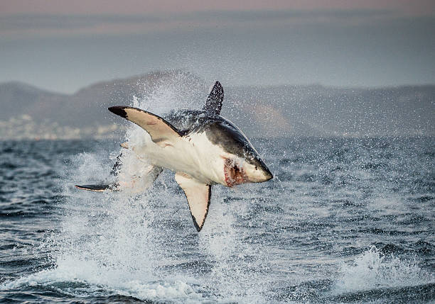 istock The jump of the Great White Shark 627719966