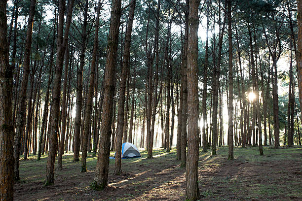 Camping in the Pine Forest with Sunrise time. stock photo