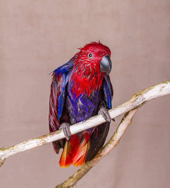 istock Wet red parrot pet bird on branch 627721096