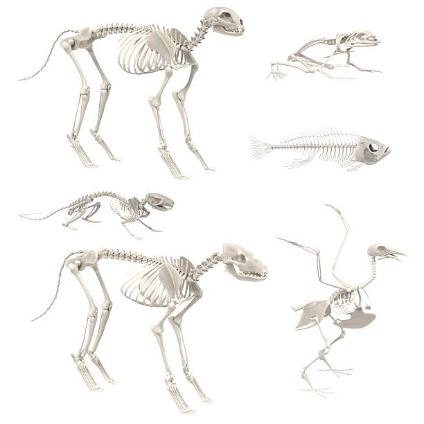 istock realistic 3d render of animal skeletons 627725822