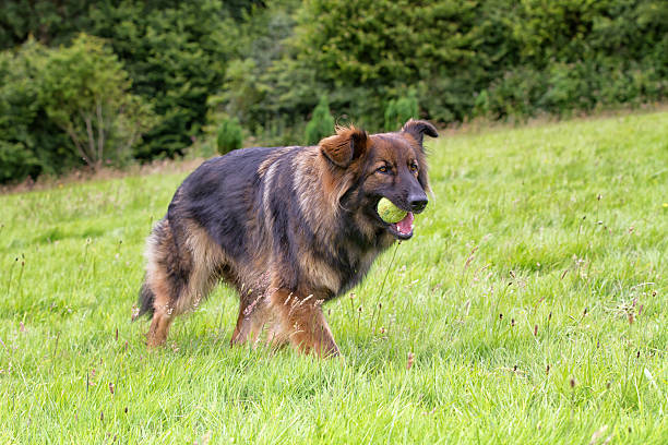 owczarek niemiecki powracający z piłką - dog retrieving german shepherd pets zdjęcia i obrazy z banku zdjęć