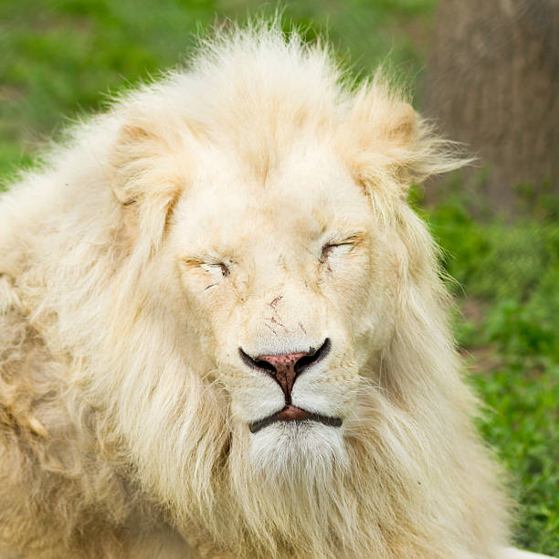 Male white lion portrait (leucitic) in a South African Game Reserve.