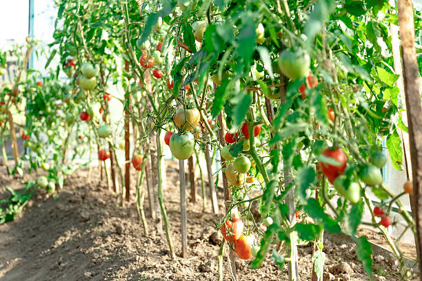 istock Fresh tomato bushes in greenhouse 627727914