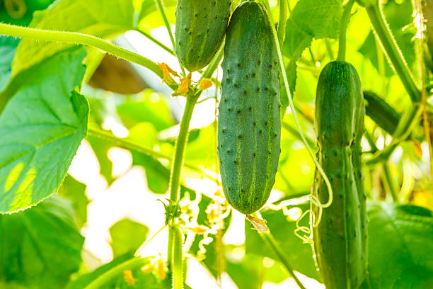 Fresh ripe cucumbers growing in greenhouse Fresh ripe cucumbers growing in greenhouse closeup cucumber stock pictures, royalty-free photos & images