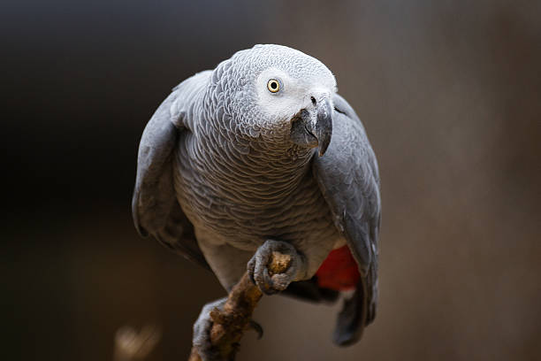 papagaio cinza - african grey parrot - fotografias e filmes do acervo
