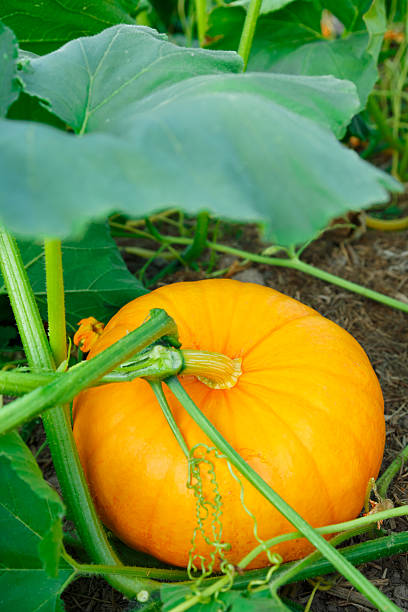 istock Young pumpkin growing in the garden 627728496