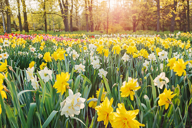 Daffodils field Field of yellow and white double daffodils double flower stock pictures, royalty-free photos & images
