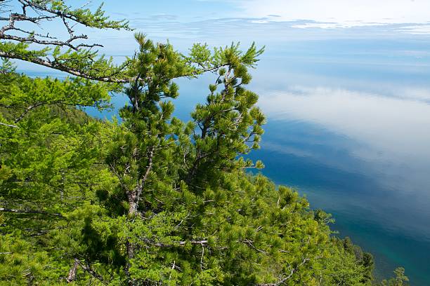 istock Coniferous trees on shore of lake 627728952