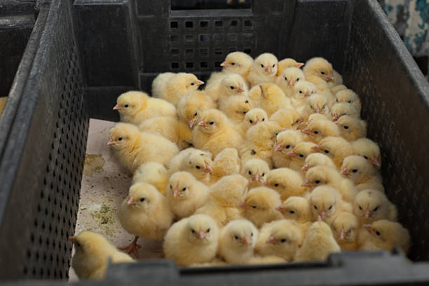 istock little chicks in a box at the agricultural farm 627739562